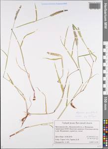 Alopecurus geniculatus L., Eastern Europe, Central forest region (E5) (Russia)