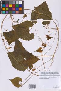 Schizopepon bryoniifolius Maxim., Eastern Europe, Moscow region (E4a) (Russia)