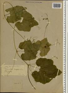 Trichosanthes cucumerina subsp. anguina (L.) I. Grebenscikov, Botanic gardens and arboreta (GARD) (Russia)