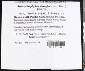 Bryoerythrophyllum ferruginascens (Stirt.) Giacom., Bryophytes, Bryophytes - Russian Far East (excl. Chukotka & Kamchatka) (B20) (Russia)