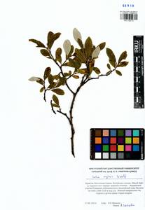 Salix krylovii E. Wolf, Siberia, Baikal & Transbaikal region (S4) (Russia)