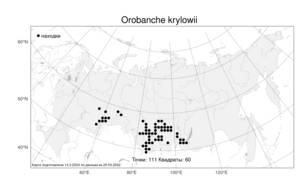 Orobanche krylowii Beck, Atlas of the Russian Flora (FLORUS) (Russia)