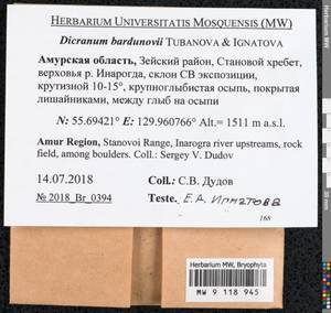 Dicranum bardunovii Tubanova & Ignatova, Bryophytes, Bryophytes - Russian Far East (excl. Chukotka & Kamchatka) (B20) (Russia)