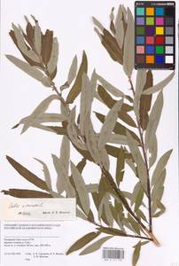 Salix viminalis L., Siberia, Western Siberia (S1) (Russia)
