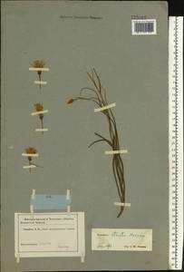 Pseudopodospermum tauricum (M. Bieb.) Vasjukov & Saksonov, Eastern Europe, Middle Volga region (E8) (Russia)