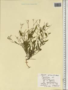Strigosella africana (L.) Botsch., Eastern Europe, Lower Volga region (E9) (Russia)