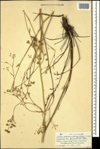 Seseli grandivittatum (Sommier & Levier) Schischk., Caucasus, Georgia (K4) (Georgia)