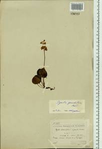 Pyrola grandiflora Radius, Siberia, Yakutia (S5) (Russia)