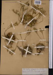 Rosularia platyphylla (Schrenk) A. Berger, Middle Asia, Northern & Central Tian Shan (M4) (Kazakhstan)
