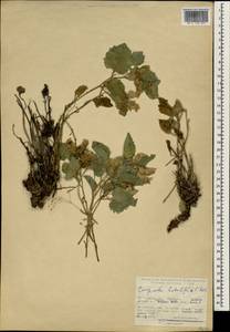 Campanula betulifolia K.Koch, South Asia, South Asia (Asia outside ex-Soviet states and Mongolia) (ASIA) (Turkey)