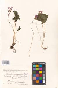 Primula kaufmanniana Regel, Middle Asia, Middle Asia (no precise locality) (M0)