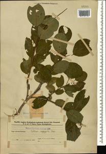 Cotinus coggygria Scop., Caucasus, Azerbaijan (K6) (Azerbaijan)