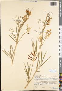 Lathyrus pannonicus (Jacq.) Garcke, Eastern Europe, North Ukrainian region (E11) (Ukraine)