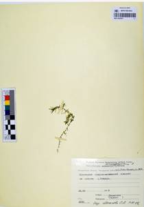 Callitriche hermaphroditica L., Siberia, Chukotka & Kamchatka (S7) (Russia)