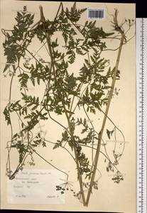 Torilis japonica (Houtt.) DC., Siberia, Russian Far East (S6) (Russia)