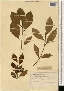 Ficus, South Asia, South Asia (Asia outside ex-Soviet states and Mongolia) (ASIA) (China)