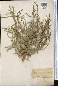 Ofaiston monandrum (Pall.) Moq., Middle Asia, Muyunkumy, Balkhash & Betpak-Dala (M9) (Kazakhstan)