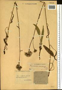 Saussurea stubendorffii Herder, Siberia, Yakutia (S5) (Russia)