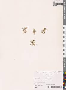 Callitriche palustris L., Siberia, Chukotka & Kamchatka (S7) (Russia)