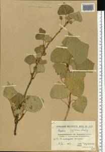 Populus nigra var. italica (Moench) Koehne, Eastern Europe, North Ukrainian region (E11) (Ukraine)