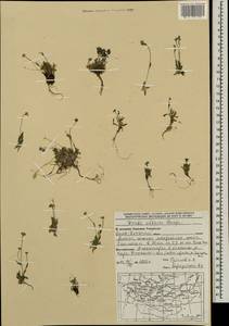 Draba altaica (C. A. Mey.) Bunge, Mongolia (MONG) (Mongolia)