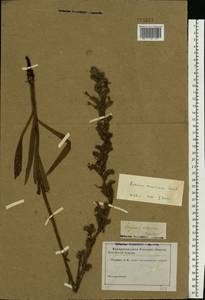 Pontechium maculatum (L.) Böhle & Hilger, Eastern Europe, South Ukrainian region (E12) (Ukraine)