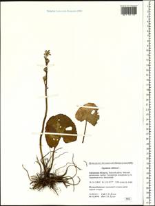 Ligularia sibirica (L.) Cass., Siberia, Russian Far East (S6) (Russia)