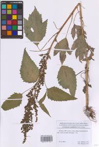 Cyclachaena xanthiifolia (Nutt.) Fresen., Eastern Europe, Moscow region (E4a) (Russia)