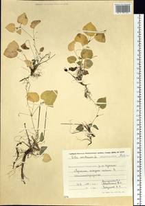 Viola kusanoana Makino, Siberia, Chukotka & Kamchatka (S7) (Russia)