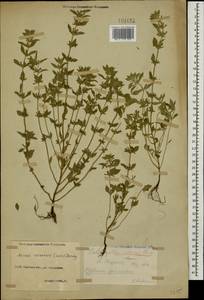 Clinopodium acinos (L.) Kuntze, Caucasus, North Ossetia, Ingushetia & Chechnya (K1c) (Russia)