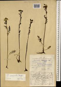 Pedicularis compacta Stephan ex Willd., Mongolia (MONG) (Mongolia)