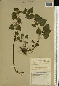 Lamium purpureum L., Eastern Europe, Latvia (E2b) (Latvia)