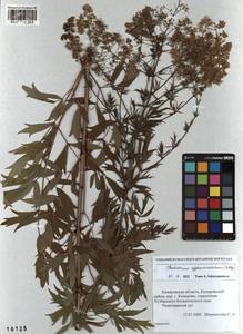 Thalictrum appendiculatum C. A. Mey., Siberia, Altai & Sayany Mountains (S2) (Russia)