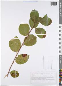 Sorbaronia ×arsenii (Britton & Arsène) G. N. Jones, Eastern Europe, Volga-Kama region (E7) (Russia)
