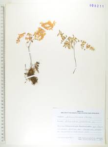 Adiantum pedatum L., Siberia, Russian Far East (S6) (Russia)