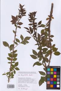 Rosa corymbifera Borkh., Eastern Europe, Lower Volga region (E9) (Russia)