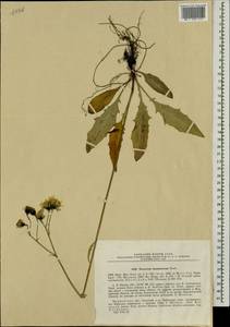 Hieracium murmanicum (Norrl.) Norrl., Eastern Europe, Northern region (E1) (Russia)