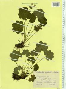 Alchemilla conglobata H. Lindb., Eastern Europe, Central forest region (E5) (Russia)