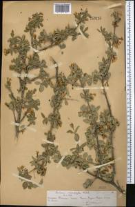 Lonicera microphylla Willd. ex Roem. & Schult., Middle Asia, Northern & Central Tian Shan (M4) (Kazakhstan)