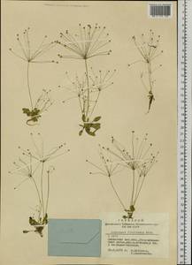 Androsace filiformis Retz., Siberia, Altai & Sayany Mountains (S2) (Russia)