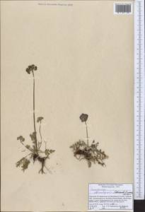 Lomatocarpa albomarginata (Schrenk) Pimenov & Lavrova, Middle Asia, Northern & Central Tian Shan (M4) (Kyrgyzstan)