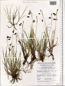 Carex magellanica subsp. irrigua (Wahlenb.) Hiitonen, Eastern Europe, Northern region (E1) (Russia)