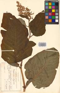 Koenigia weyrichii (F. Schmidt) T. M. Schust. & Reveal, Siberia, Russian Far East (S6) (Russia)