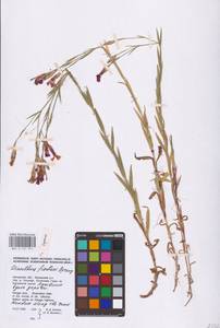 Dianthus chinensis L., Eastern Europe, Central region (E4) (Russia)