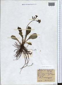 Primula amoena M. Bieb., Caucasus, North Ossetia, Ingushetia & Chechnya (K1c) (Russia)