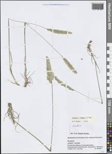 Koeleria pyramidata (Lam.) P.Beauv., Crimea (KRYM) (Russia)