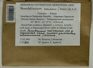 Homalothecium sericeum (Hedw.) Schimp., Bryophytes, Bryophytes - North Caucasus & Ciscaucasia (B12) (Russia)