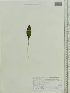 Ophioglossum vulgatum L., Eastern Europe, North-Western region (E2) (Russia)