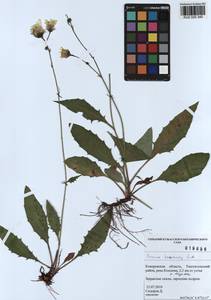 Hieracium korshinskyi Zahn, Siberia, Altai & Sayany Mountains (S2) (Russia)