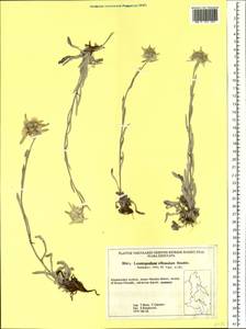 Leontopodium villosulum A. P. Khokhr., Siberia, Russian Far East (S6) (Russia)